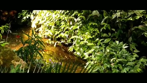 Nature Bird || Bambo Flute|| Morning relaxing Music ||