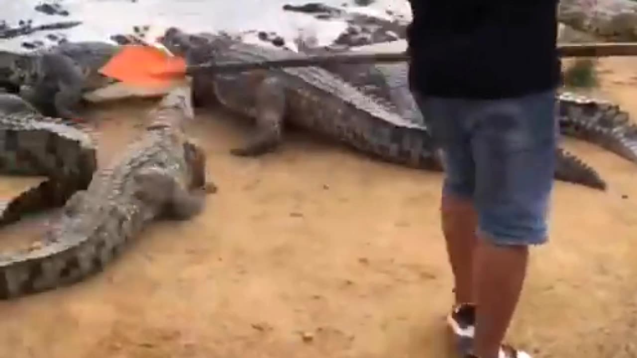 Best jobs ever with crocodiles