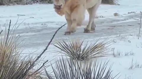 This is a white bison one in every 10 million