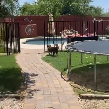 Dogs are eager to go swimming