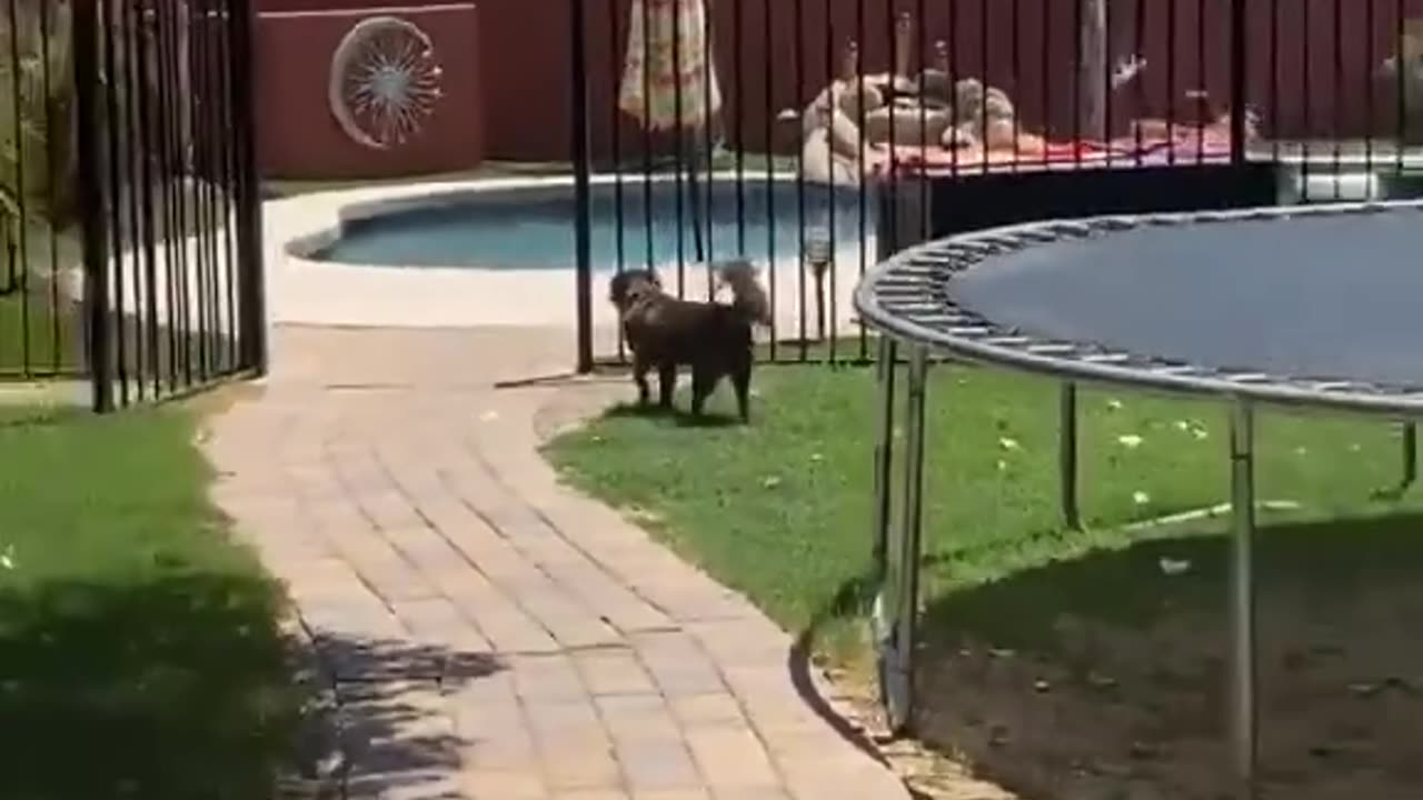 Dogs are eager to go swimming