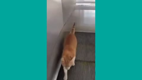 Funny Animal Videos || Funny Dog Videos Compilation 2023 . Very Cute Animal