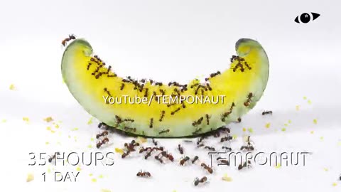Ants vs Yellow Watermelon Time-Lapse