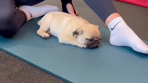 Yoga with puppys