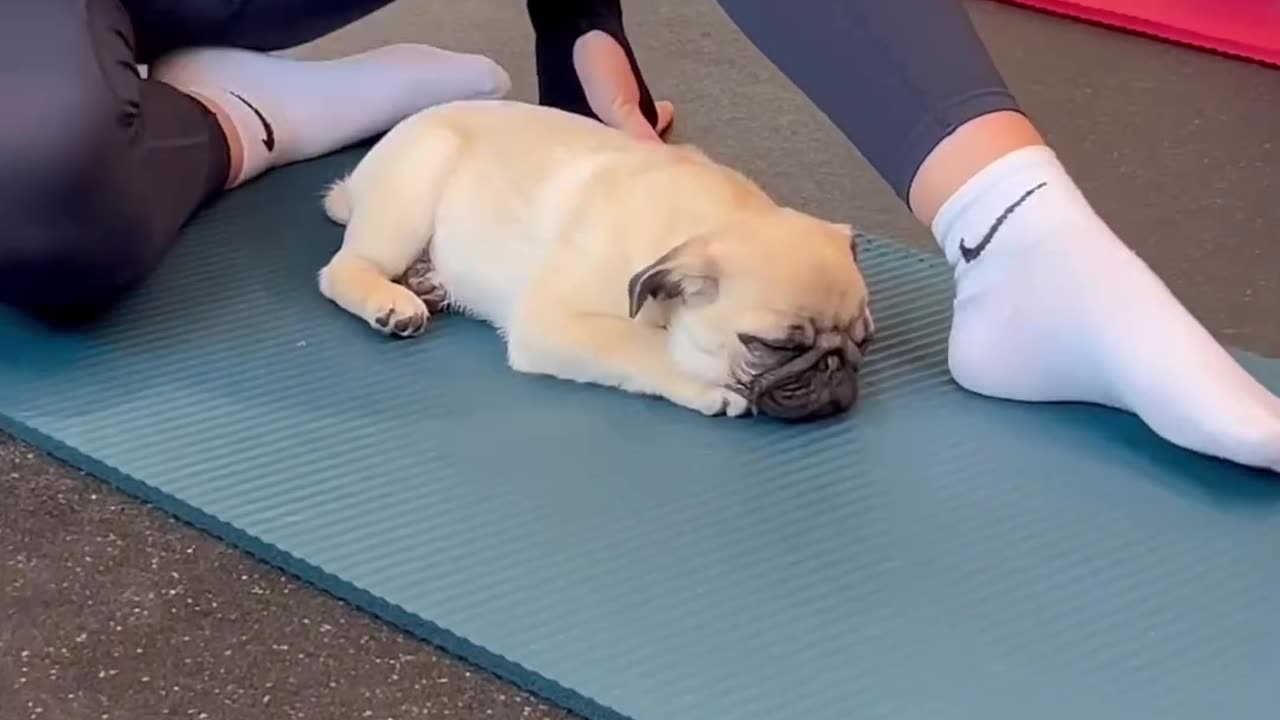 Yoga with puppys