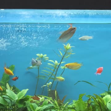 Exploring The Basics Of Aquaponics: Why This May Be The Future Of Plant And Fish Production