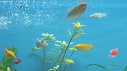 Exploring The Basics Of Aquaponics: Why This May Be The Future Of Plant And Fish Production