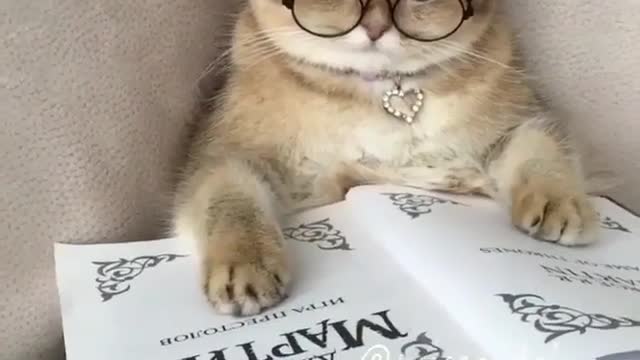 Cat Reading A Book