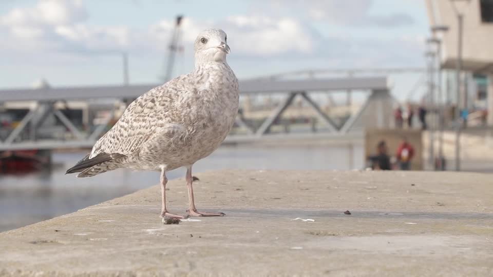 Bird at the port of turkey