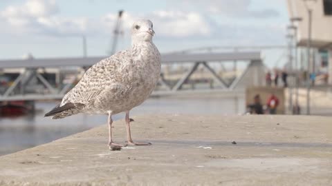 Bird at the port of turkey