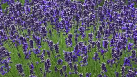 BEAUITYFUL FLOWER MOVING