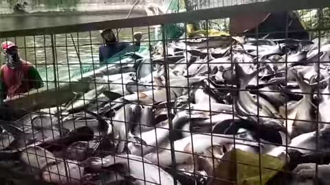 THE GOOD PLACE OF CATCHING FISH .
