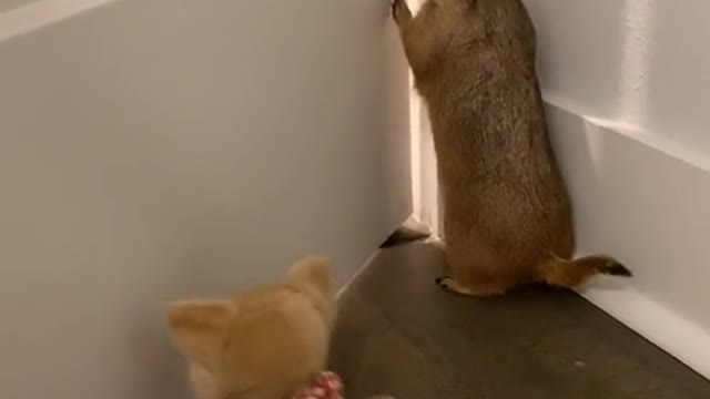 he thinking will you shout up lol