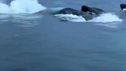 Beautiful Gulf of Alaska
