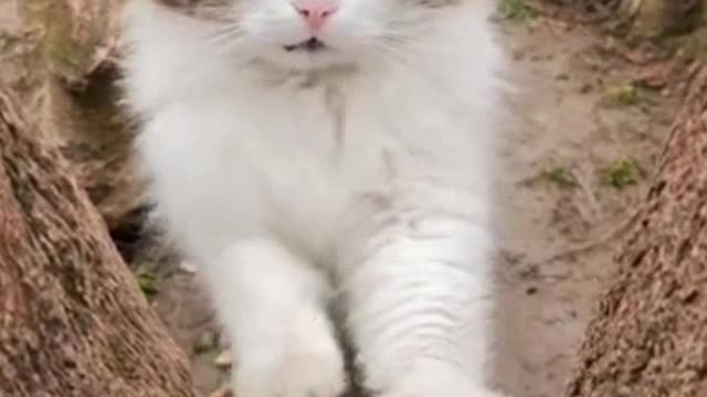 Cute Cat