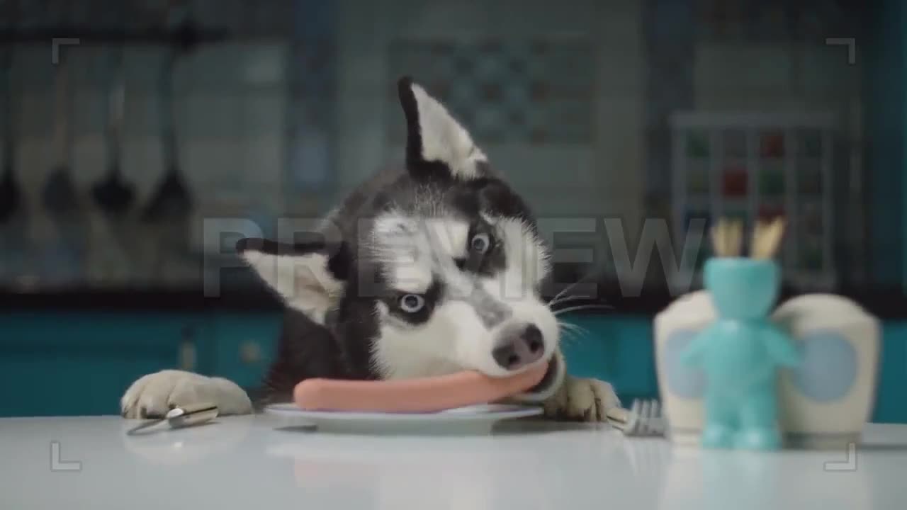 Husky Stealing Hot Dog