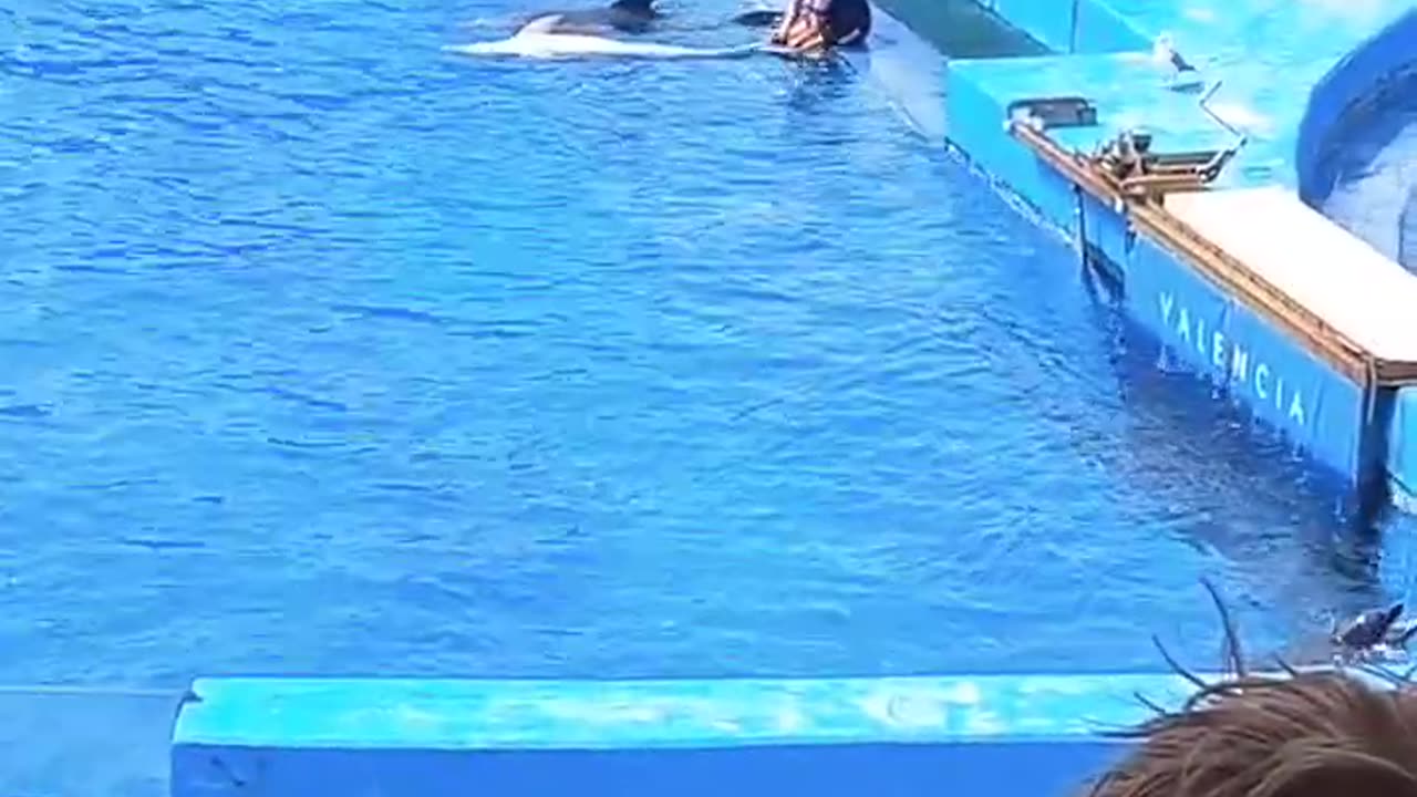 TRAINED DOLPHINS SHOW