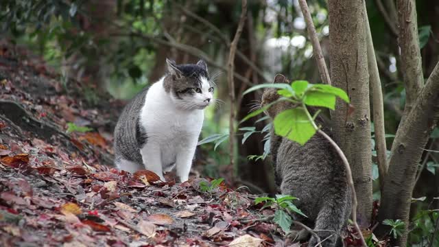 Cat quarrel with each other