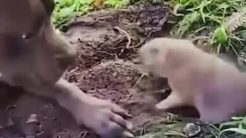 The funny dogs video 😂😂😂😂😂🖕😄😄vairal/fly/plz0plz/