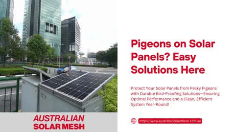 Tired of Pigeons on Solar Panels? Discover Simple Solutions