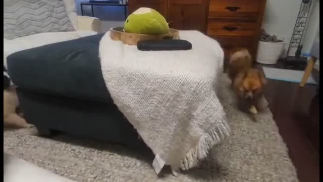 Catch me if you can!