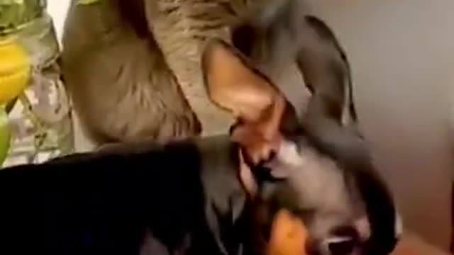 OMG so cute cats and dog funny video 2021 | Best funny cats compilation #ss #short