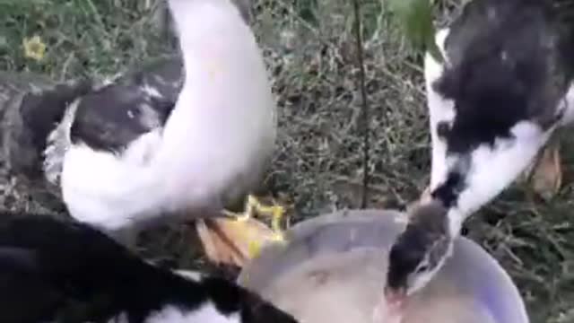 Very Beautiful Duck Baby Eating