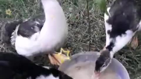 Very Beautiful Duck Baby Eating