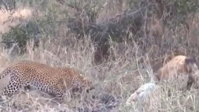 Hyena is strong enough to handle leopard with easy