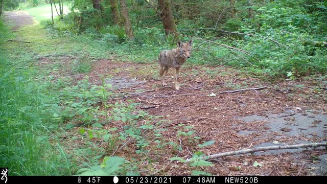 Colette the Three-Legged Coyote