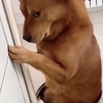 dog funny reels video 🤭Tamil funny