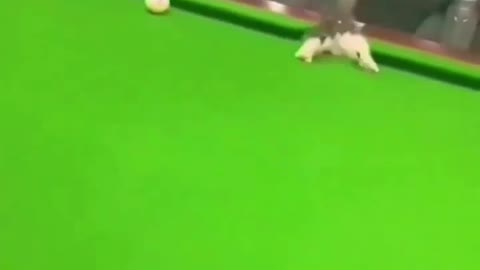 Funny cat playing ball
