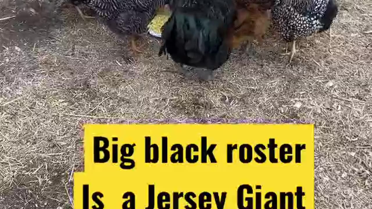 Jersey Giant