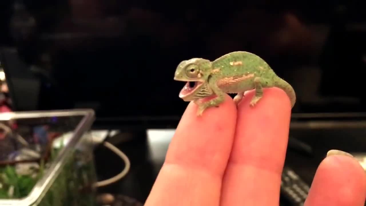 Cute Baby Chameleon Changes Colors and Patterns