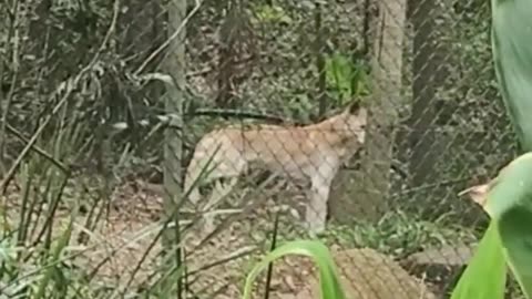 Dingo