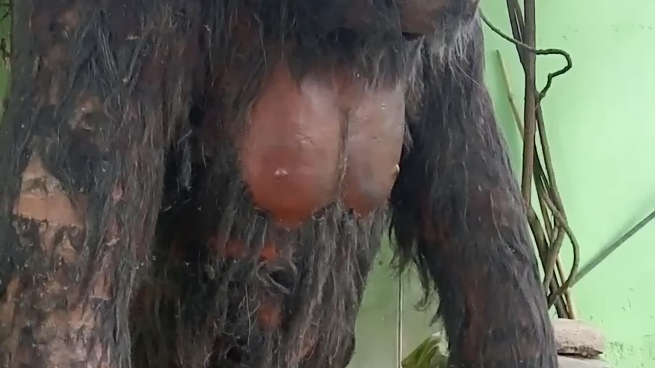 Very big Monkey 😮
