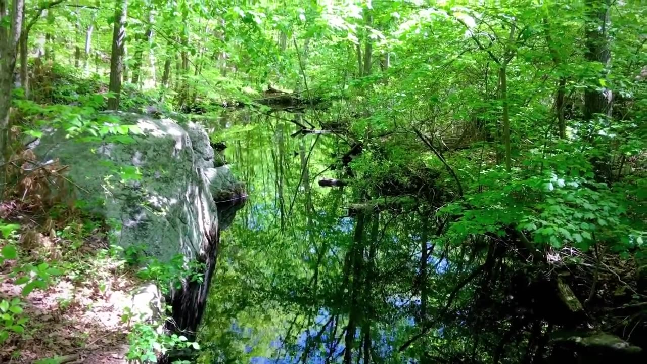 Nature beautiful view.... Forest