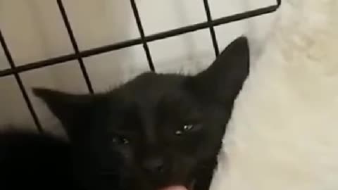 The Next Big Thing In Funny Animal