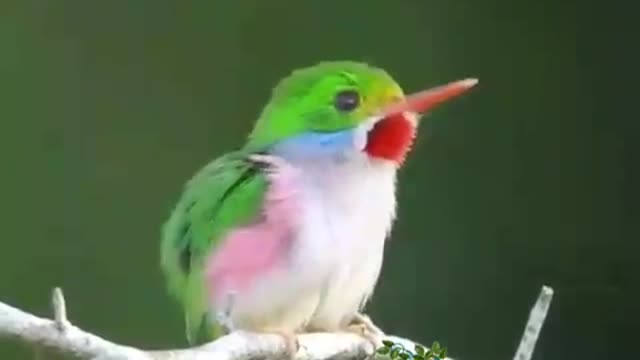 Lovely Birds Video | stunning flying creature video | Viral video | Funny image |