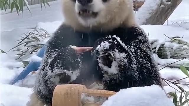 After this snow, it will be warm.🥰