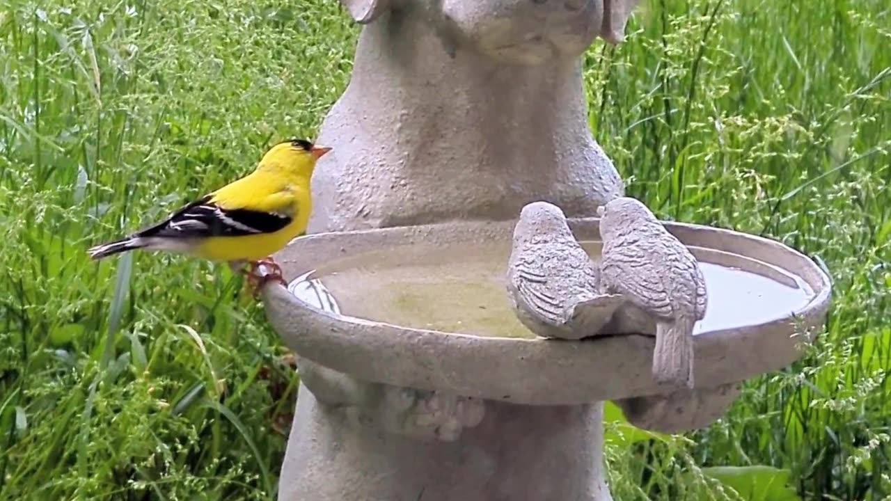 Adorable American Gold Finch