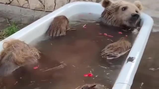 funny animal