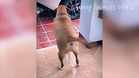 Funniest Cats And Dogs Videos 😁 - Best Funny Animal Videos 2023 😅 #12