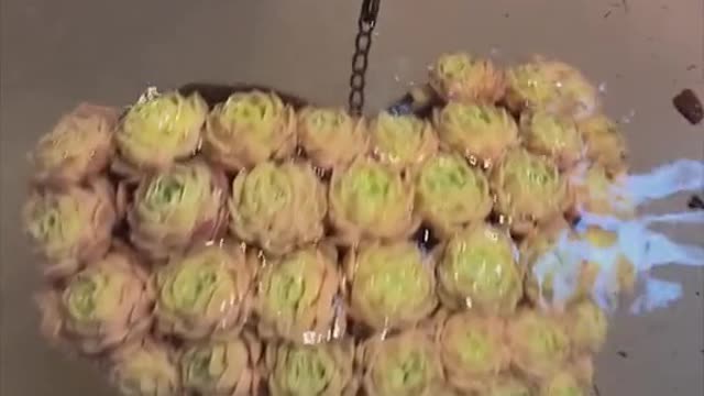 This is where we grow our succulents