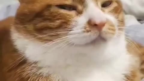 Don’t even try #funny #cats