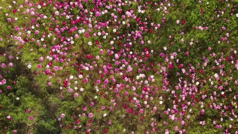 Flower Fields 🇹🇼 (2019-02) {aerial}