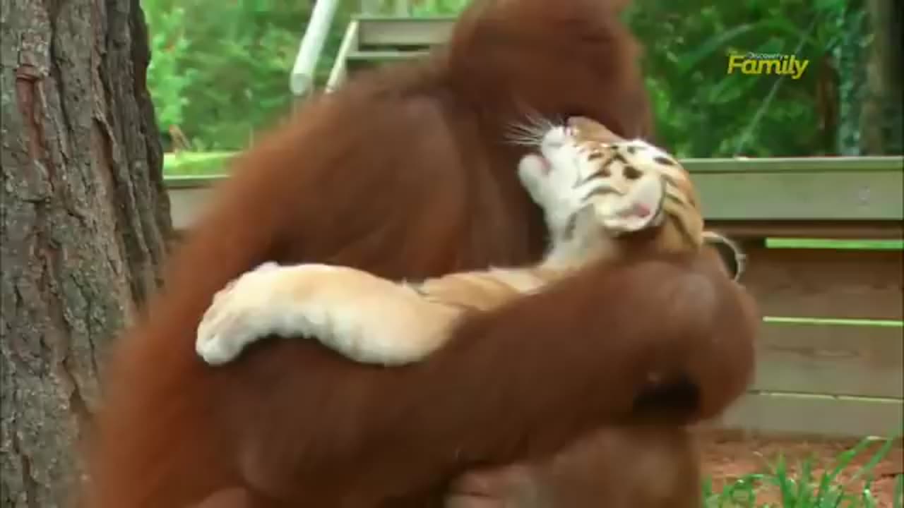 Orangutan babysits Tiger cubs