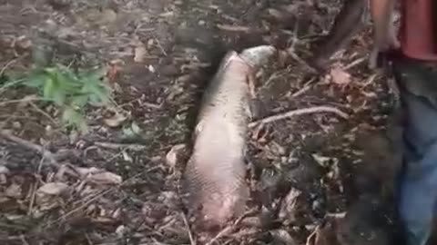 Fishing for arapaima in the Amazon River