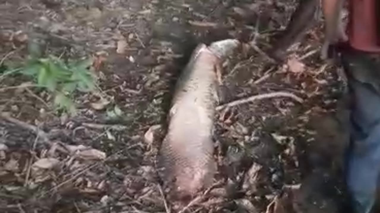 Fishing for arapaima in the Amazon River