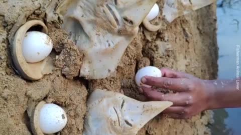 Traditional Amazing Big Monster Baby Fish in the River Stuck Finding and Keeping By Hand